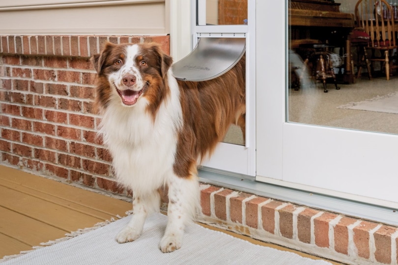 Best Dog Door in 2022 (Choose the Best One for You)