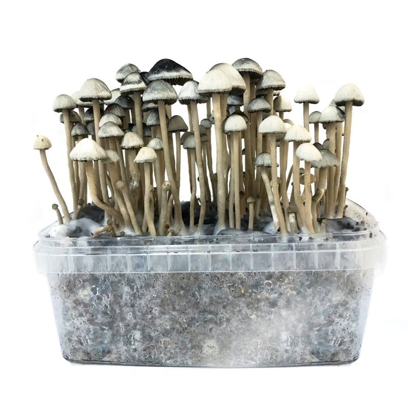 Unlocking the Magic Psilocybin Grow Bags