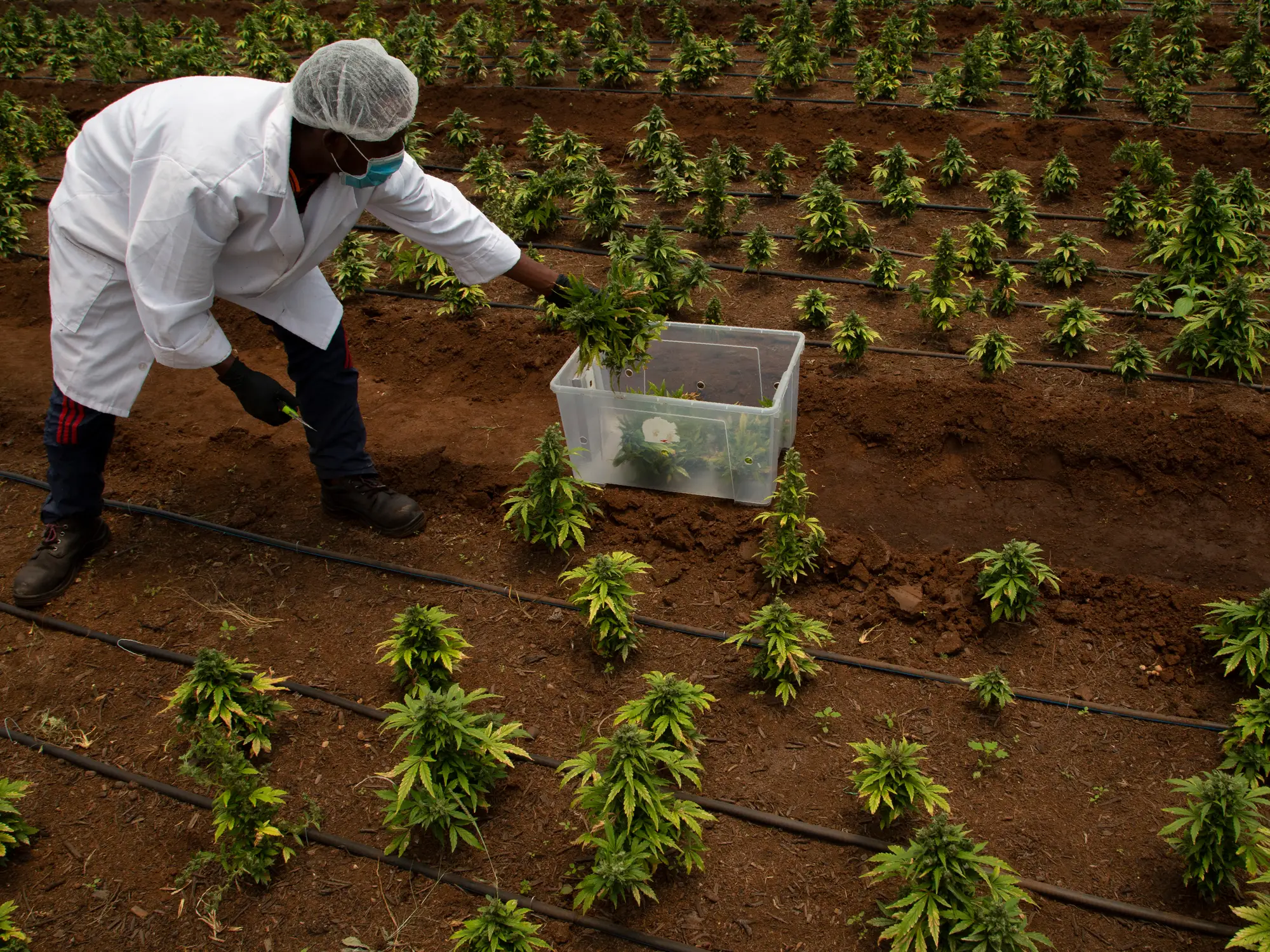 Verilife Dispensary: A Comprehensive Guide