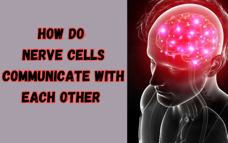 HOW DO NERVE cells communicate with each other