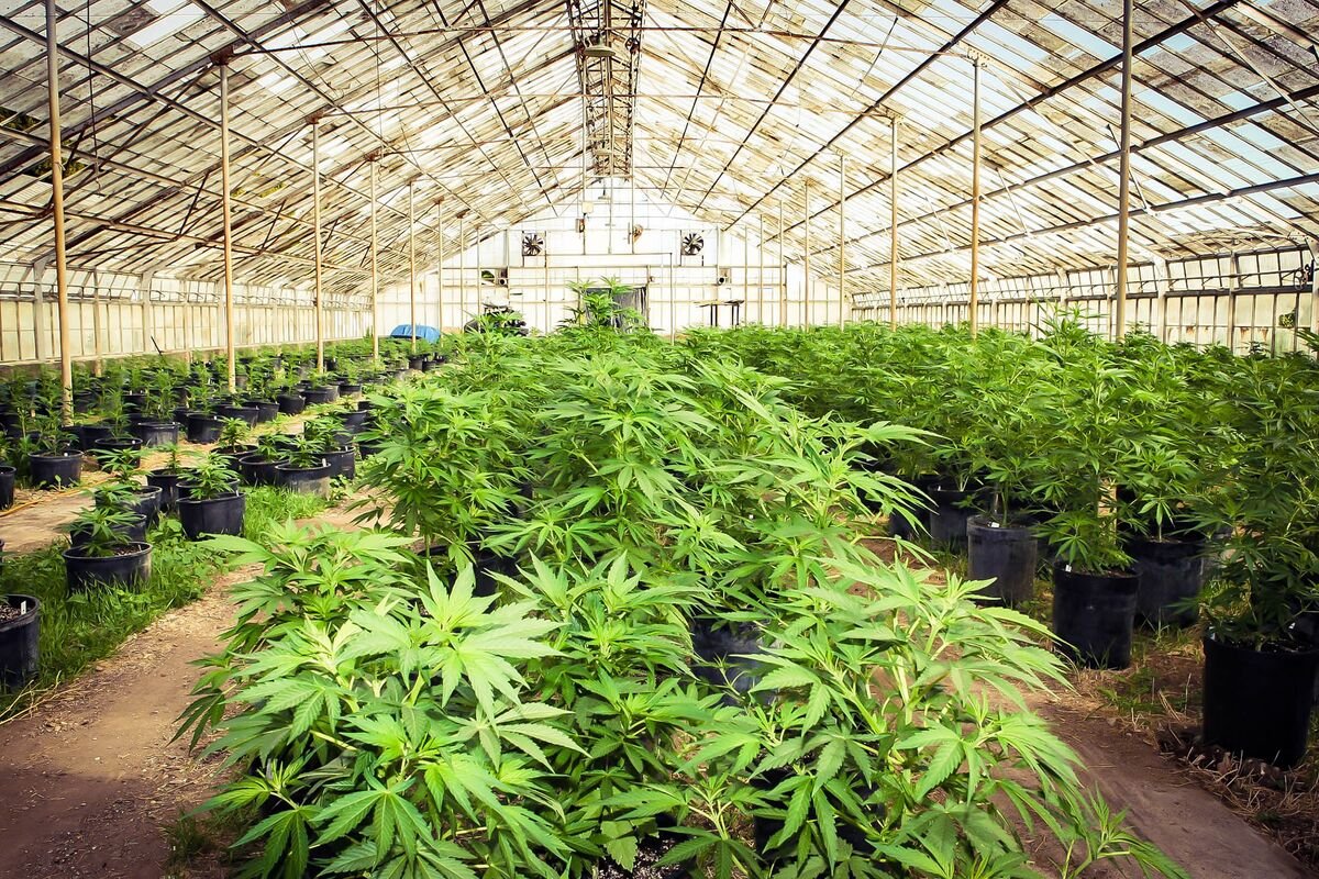 Cultivating Long-Term Growth: Digital Loyalty Strategies for Cannabis Retailers in a Regulated Advertising Landscape